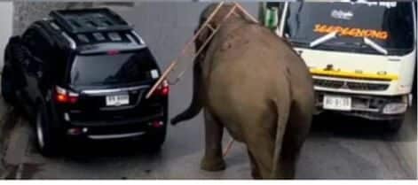 Mammoth madness: Runaway elephant sparks chaos in Phuket | News by Thaiger