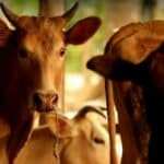 Rabies panic: Khon Kaen officials say cooked beef is safe | Thaiger