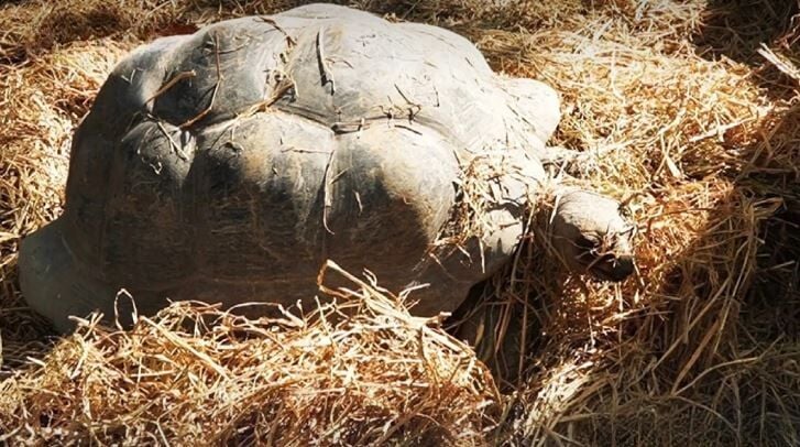 Brrr-illiant care: Chiang Mai Zoo keeps animals cozy at 10°c | News by Thaiger