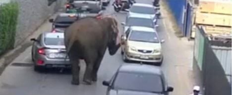 Mammoth madness: Runaway elephant sparks chaos in Phuket | News by Thaiger