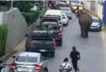 Mammoth madness: Runaway elephant sparks chaos in Phuket