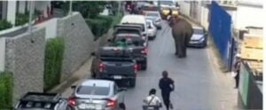 Mammoth madness: Runaway elephant sparks chaos in Phuket