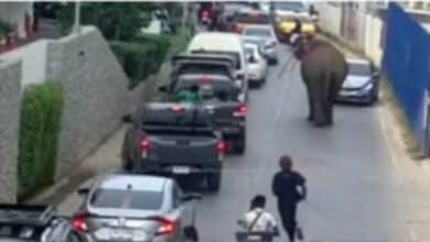 Mammoth madness: Runaway elephant sparks chaos in Phuket