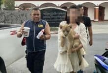 Chinese duo nabbed in Phuket café lion cub photo scam