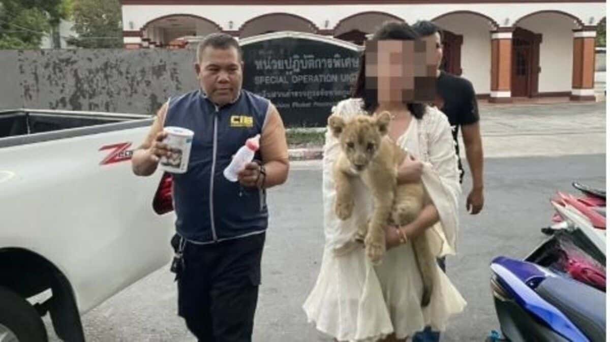 Chinese duo nabbed in Phuket café lion cub photo scam