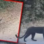 Rare black leopard struts its stuff in Kaeng Krachan park | Thaiger