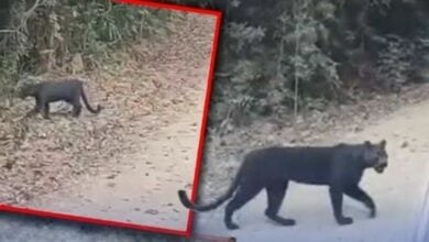 Rare black leopard struts its stuff in Kaeng Krachan park | Thaiger