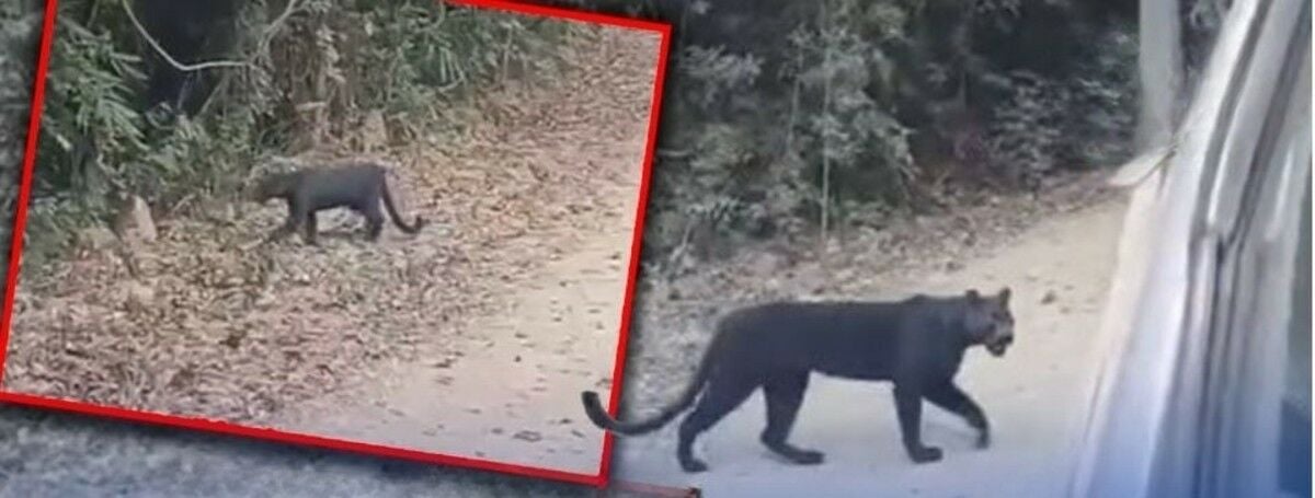 Rare black leopard struts its stuff in Kaeng Krachan park