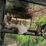 Brrr-illiant care: Chiang Mai Zoo keeps animals cozy at 10°c | Thaiger