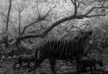 Rare tiger family caught on camera in Kaeng Krachan park (video)