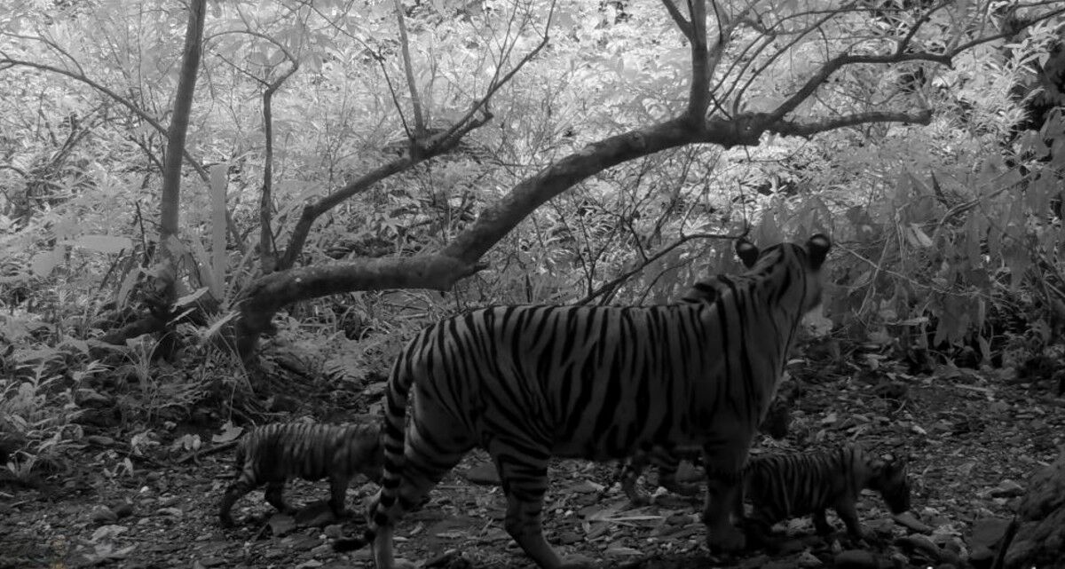 Rare tiger family caught on camera in Kaeng Krachan park (video)