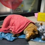 Paw-trait of loyalty: Faithful dog waits for dead owner outside 7-Eleven | Thaiger