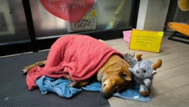 Paw-trait of loyalty: Faithful dog waits for dead owner outside 7-Eleven