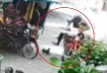 Chihuahua attacked by delivery worker in Nakhon Si Thammarat