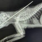 Thai man shoots cat with harpoon, allegedly to eat it | Thaiger