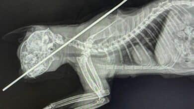 Thai man shoots cat with harpoon, allegedly to eat it