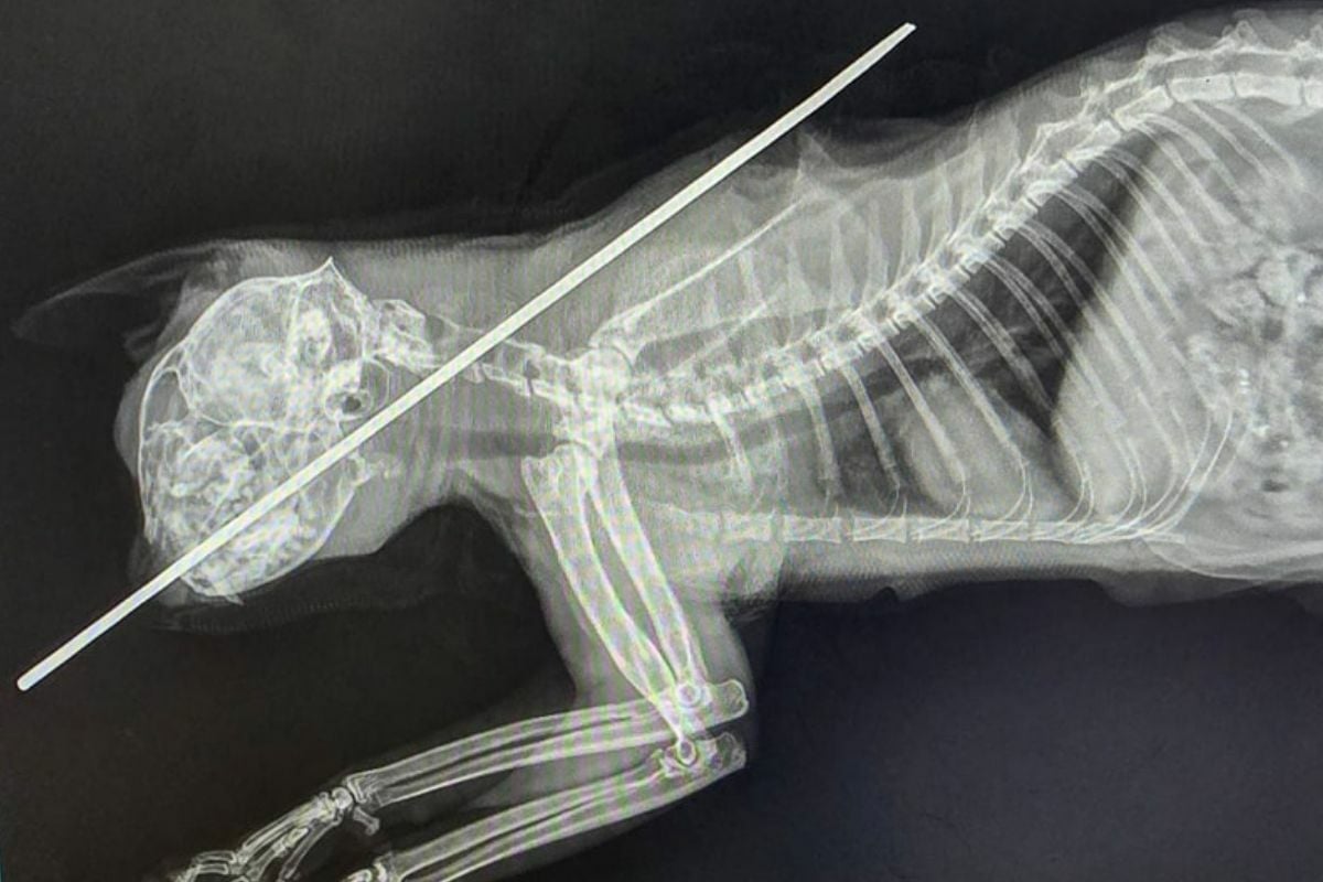 Thai man shoots cat with harpoon, allegedly to eat it