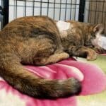 Dutchman offers help for Thai cat injured by harpoon in Buriram | Thaiger