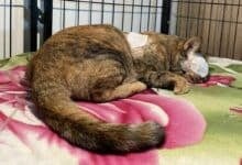 Dutchman offers help for Thai cat injured by harpoon in Buriram