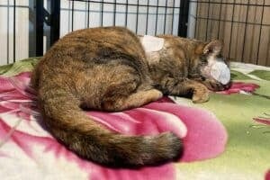 Dutchman offers help for Thai cat injured by harpoon in Buriram