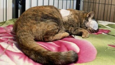 Dutchman offers help for Thai cat injured by harpoon in Buriram