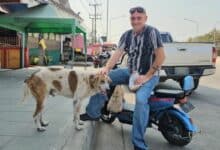 Chon Buri stray dog adopted by American man after firecracker scare