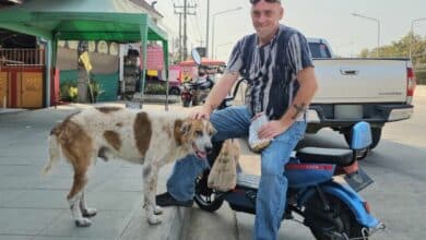 Chon Buri stray dog adopted by American man after firecracker scare