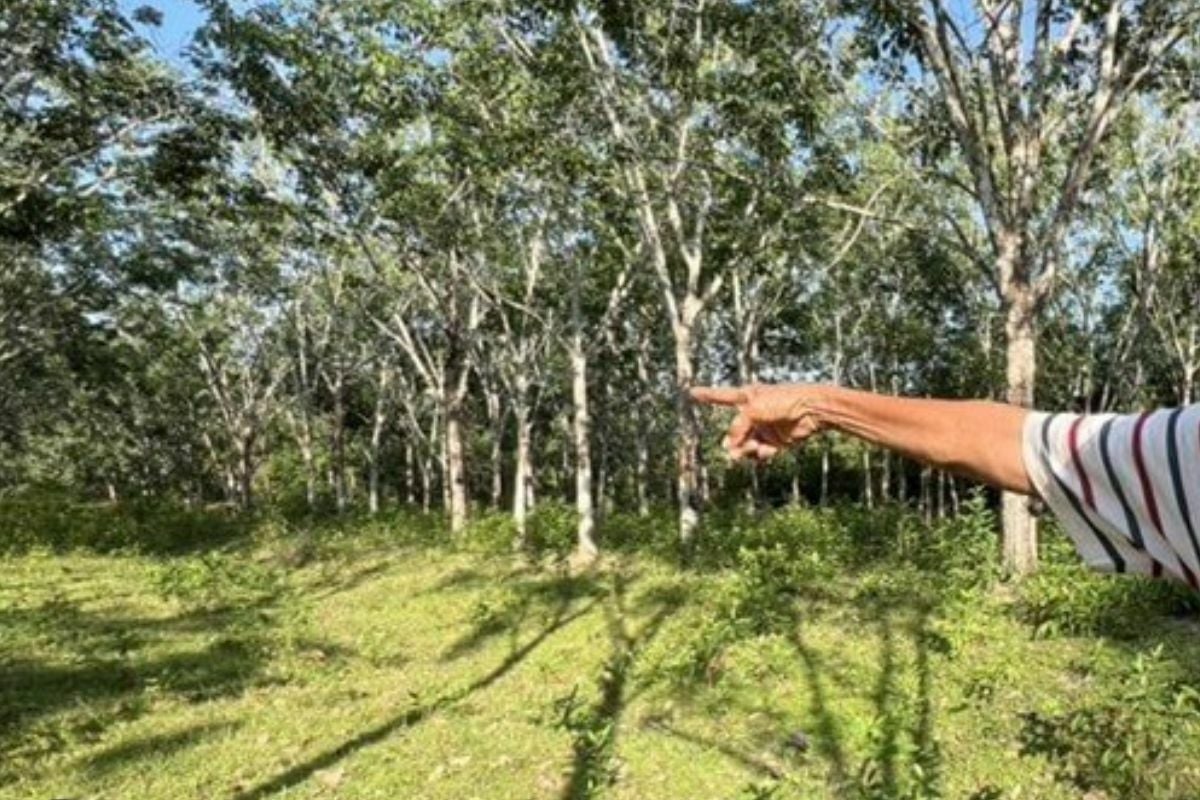 Former inmate rapes old woman in Trang palm plantation