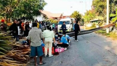 Tragedy in Isaan: Century-old tree kills teen, injures another