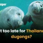 Is it too late for Thailand’s dugongs?