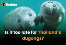 Is it too late for Thailand’s dugongs?