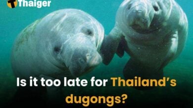 Is it too late for Thailand’s dugongs? | Thaiger