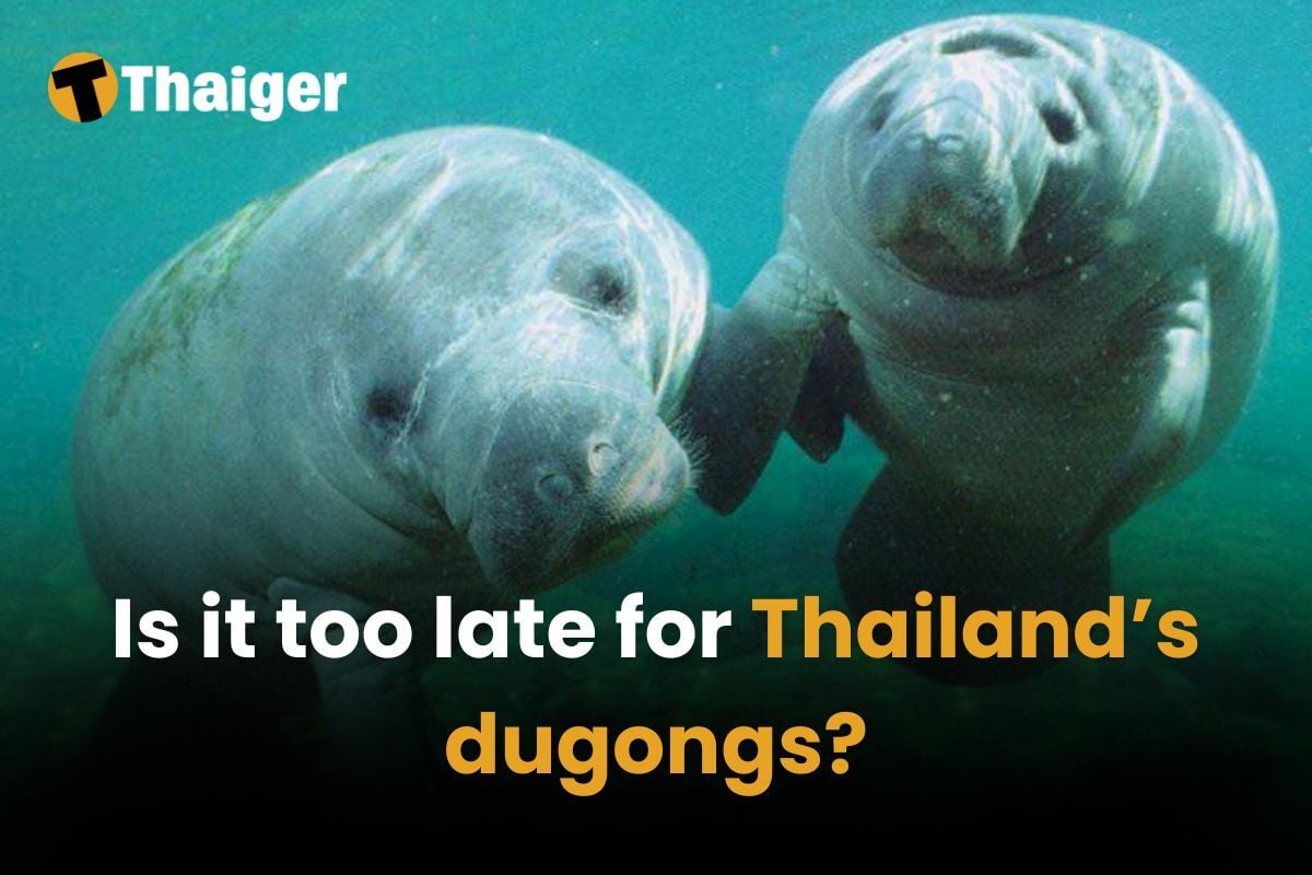 Is it too late for Thailand’s dugongs?