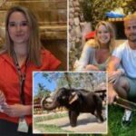 Mahout charged for elephant goring Spanish woman in Thailand | Thaiger