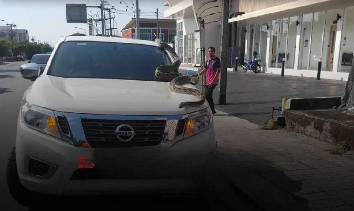 Snake and escape: Python slips past Trang officials in daring breakout | News by Thaiger