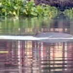 Irrawaddy dolphin to be returned to natural habitat in Prachin Buri | Thaiger