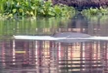 Irrawaddy dolphin to be returned to natural habitat in Prachin Buri