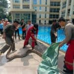 Massive 6-metre python snatched from condo ceiling in Pattaya | Thaiger