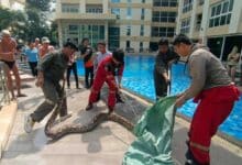 Massive 6-metre python snatched from condo ceiling in Pattaya