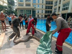 Massive 6-metre python snatched from condo ceiling in Pattaya