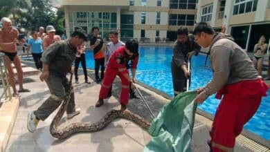 Massive 6-metre python snatched from condo ceiling in Pattaya