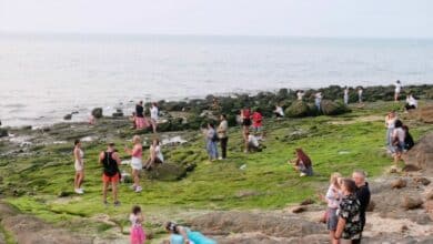 Rare algae bloom turns Laem Bali Hai shoreline green