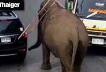 Thailand video news | Escaped elephant sparks chaos, Charity event in Phnom Penh turns deadly