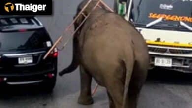 Thailand video news | Escaped elephant sparks chaos, Charity event in Phnom Penh turns deadly