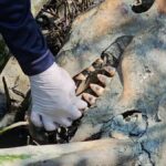 Alien panic in paradise: ET find turns out to be deep-sea giant | Thaiger