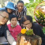 Banana plant in Phayao sparks lottery frenzy with unique bud | Thaiger