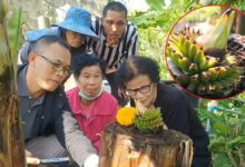 Banana plant in Phayao sparks lottery frenzy with unique bud