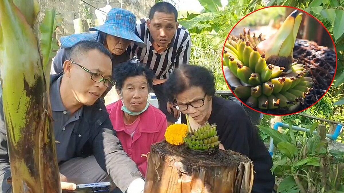 Banana plant in Phayao sparks lottery frenzy with unique bud