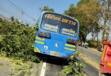 Toppled tree: 9 tourists injured in Kanchanaburi bus accident