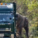 Prachin Buri: Bull elephant successfully returned to natural habitat | Thaiger
